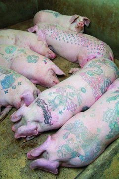  Свиньи на арт-ферме 