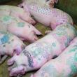 Свиньи на арт-ферме
