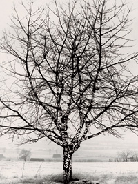 Дезидер Тот. Снег на дереве. 1970 