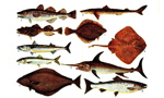 Система рыбообразных и рыб