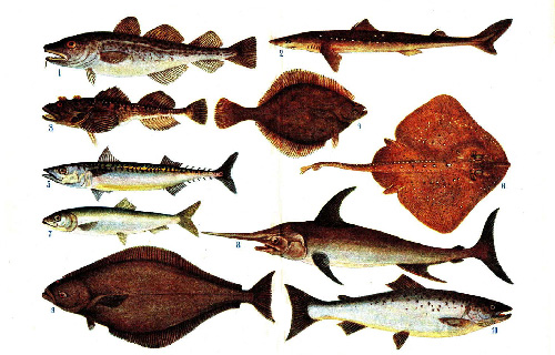 Система рыбообразных и рыб