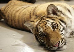 Михайловский театр спасает тигров