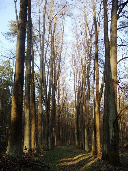 Часть парка «Архангельского» признали лесом