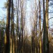 Часть парка «Архангельского» признали лесом