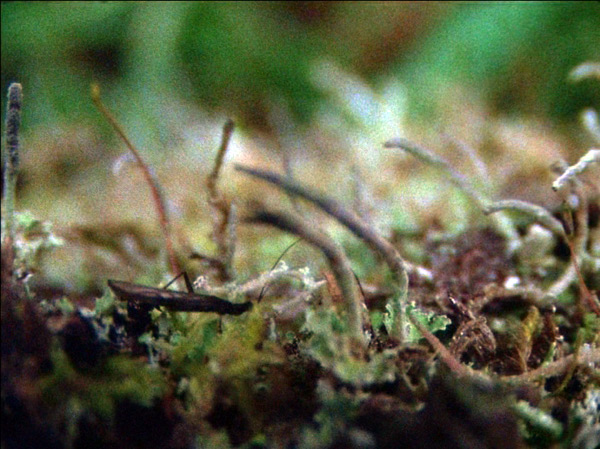 Кадр из фильма «О происхождении видов» 