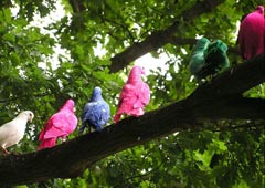 Раскрыта тайна разноцветных голубей в Копенгагене