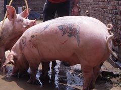 В Шанхае запретили татуированных свиней