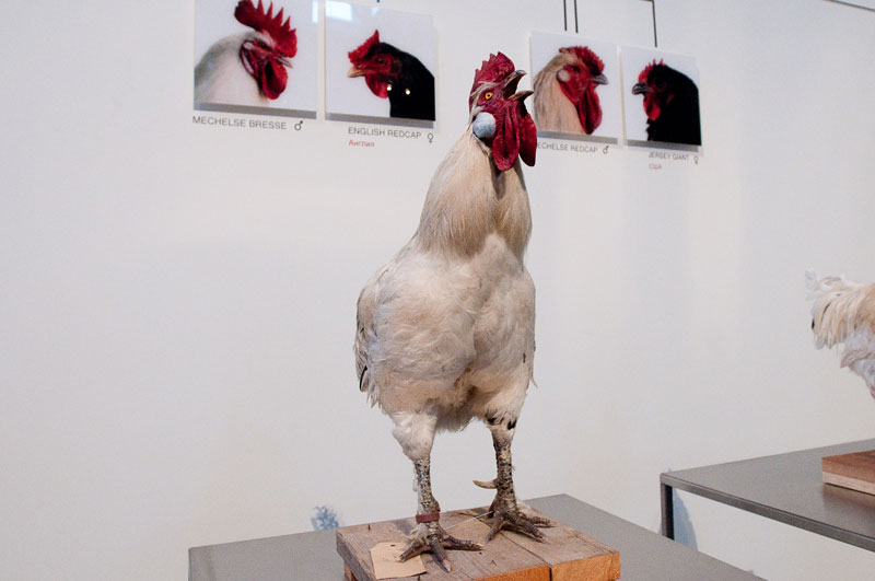 Koen Vanmechelen. The Cosmopolitan Chicken Project  - Evgeniy Gurko