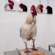 Koen Vanmechelen. The Cosmopolitan Chicken Project  - Evgeniy Gurko