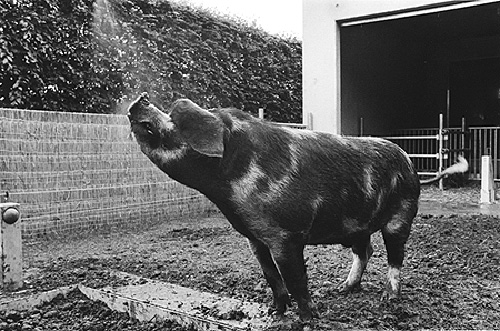 Карстен Хеллер. Дом для свиней и людей. 1997