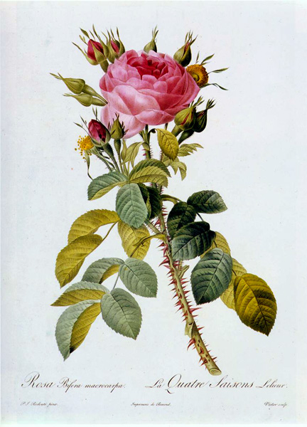 Пьер-Жозеф Редо. Rosa Bifera Macrocarpa. 1811 