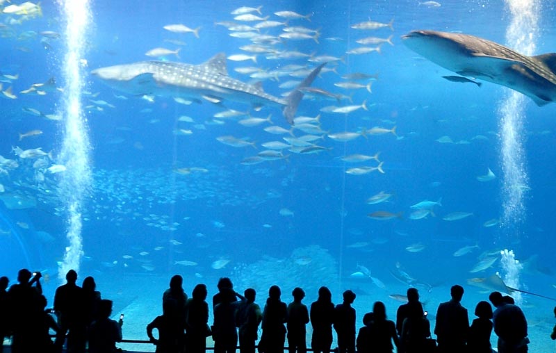 В океанариуме, который построят в Москве к 2012 году, будет создан культурный центр под названием «Подводный театр 