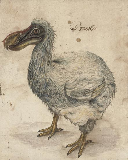 В Британии обнаружено редкое изображение дронта, созданное до того, как этот вид птиц вымер. 9 июля рисунок будет выставлен на торги Christie’s.