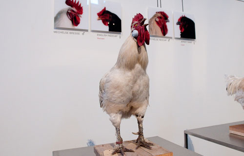 Koen Vanmechelen. The Cosmopolitan Chicken Project  - Evgeniy Gurko