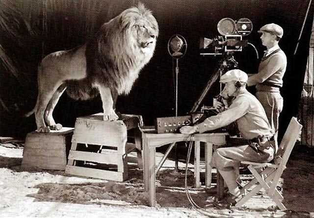 Лев по имени Slats позирует для эмблемы студии MGM. 1924