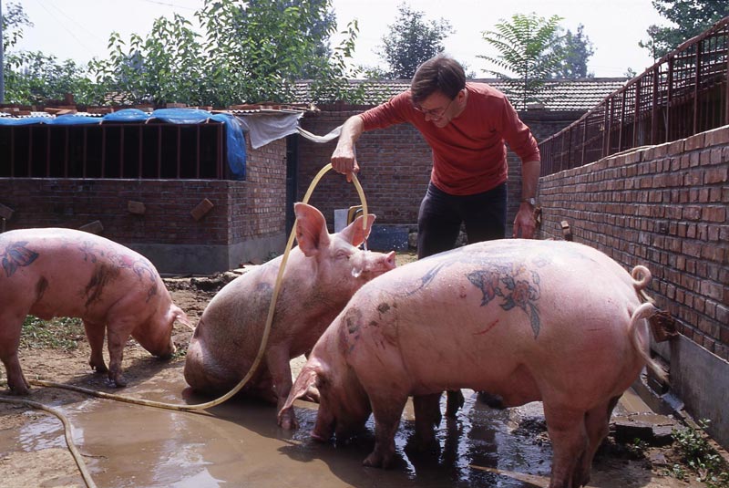 В Шанхае сорвана выставка бельгийца Вима Дельвоя, который планировал представить публике восемь свиней с татуировками в виде героев Диснея и логотипа Louis Vuitton.
