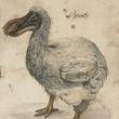В Британии обнаружено редкое изображение дронта, созданное до того, как этот вид птиц вымер. 9 июля рисунок будет выставлен на торги Christie’s.