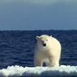 Некоммерческая организация «Гринпис» раскритиковала российский «Первый канал» за показ фильма «История одного обмана, или Глобальное потепление», который объявляет изменение климата на планете заговором политиков и жадных экологов.