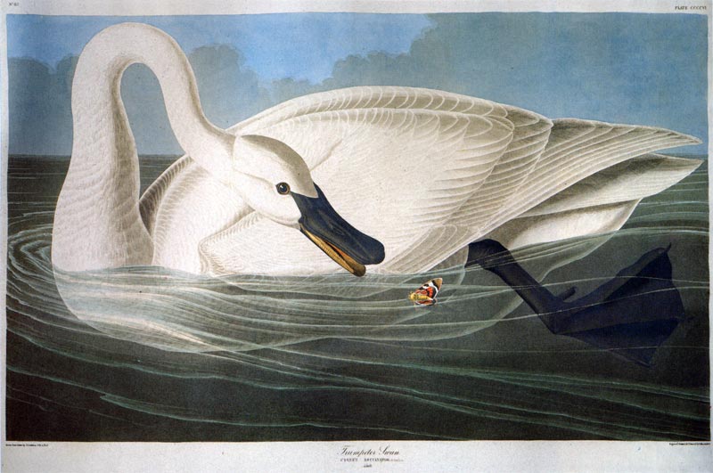 Джон Джеймс Одюбон. Иллюстрация из книги «Птицы Америки». 1838