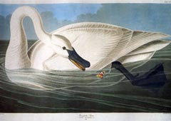 Джон Джеймс Одюбон ( John James Audubon ). Иллюстрация из книги «Птицы Америки». 1838