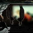 «Суздаль – 2011» покажет 12 часов анимации