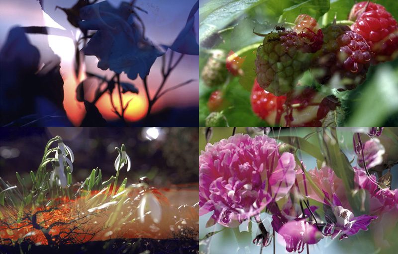 Проект «Видимый мир». Фотографии из серии «Цветы и грибы» 