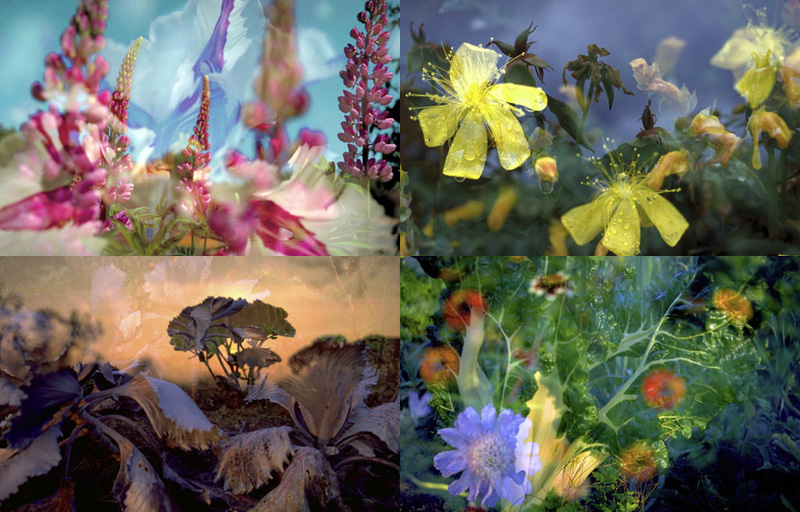 Проект «Видимый мир». Фотографии из серии «Цветы и грибы» 