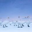 Стефано Унтертинер (Италия). Лебеди-кликуны на озере на рассвете, Хоккайдо, Япония, январь 2010 года 2-е место — «Природа» (серии)