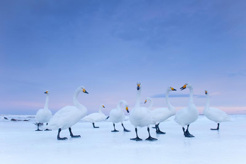 Стефано Унтертинер (Италия). Лебеди-кликуны на озере на рассвете, Хоккайдо, Япония, январь 2010 года 2-е место — «Природа» (серии)