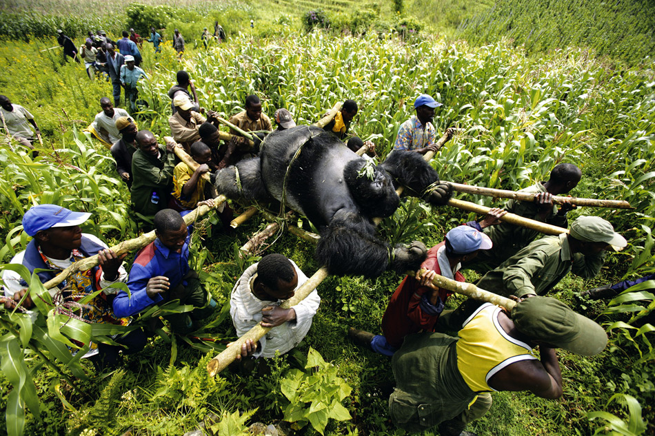 Вынос гориллы, убитой пулей, 2007 год, Демократическая Республика Конго 