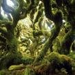 Умеренновлажный лес, национальный парк Те Уревера, Иль дю Норд, Новая Зеландия 