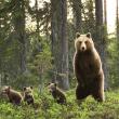 Медведь и три медвежонка, Финляндия