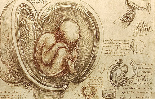 Леонардо да Винчи. Штудия эмбриона. 1510-13