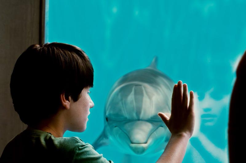 Кадр из фильма «История дельфина»