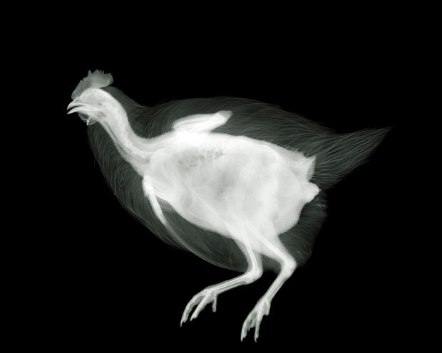 Ник Визи. Chicken. 2007