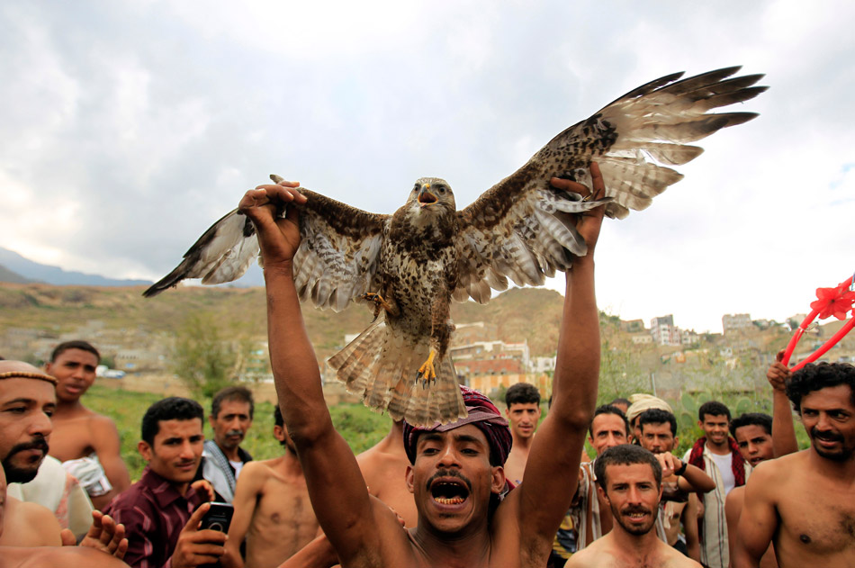 Таиз (Йемен). Во время массовой антиправительственной акции один из ее участников с ручным соколом в руках выкрикивает требование об отставке президента Йемена Али Абдуллы Салеха в городе Таизе на юге страны. 8 ноября 2011 года