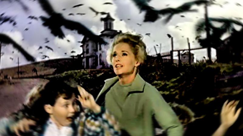 Ученые установили причину массового самоубийства птиц в Калифорнии в 1961 году, под впечатлением от которого Альфред Хичкок создал свой знаменитый хоррор «Птицы» (1963).