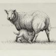 Генри Мур. Овца с ягненком. 1972 