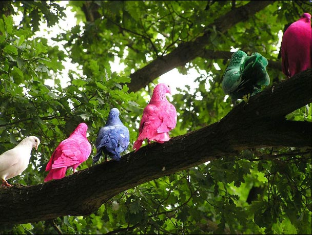Замеченные в нескольких районах датской столицы голуби малинового, бирюзового и желтого цвета, появление которых вызвало слухи о новой форме «птичего гриппа», оказались произведениями искусства.
